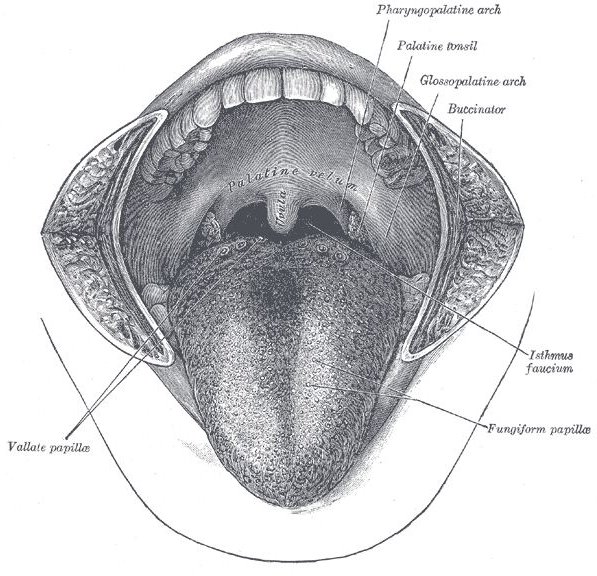 Closeup of Mouth