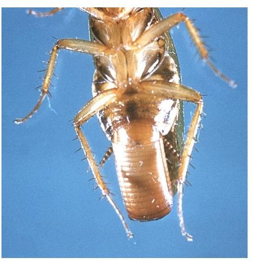 Female cockroach with ootheca