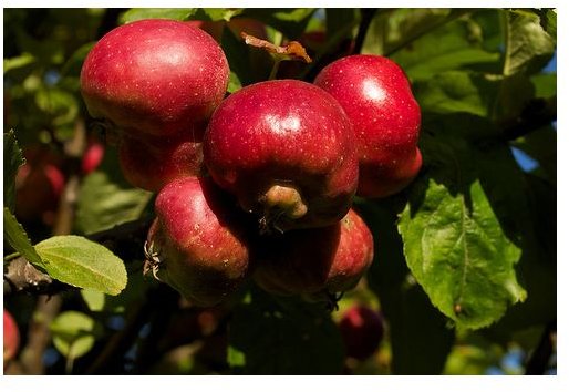 Rose Hips Are High in Vitamin C