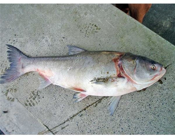 Attack of the Asian Carp in the US