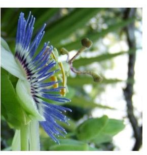 Passion Flower Tea: Learn the Health Benefits of Passion Flower