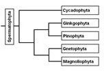 Understanding Phylogeny: A System for Classification in Biology: Earth's Family Tree