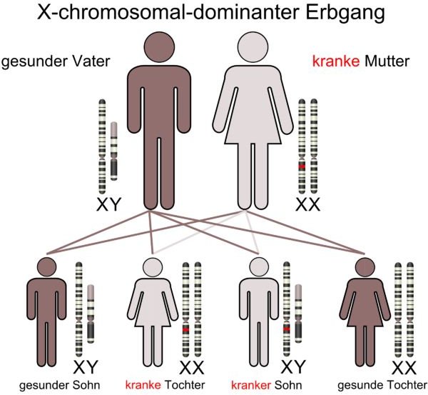learn About Female X Chromosome Inheritance Through Generations