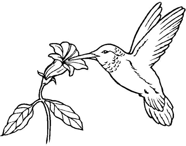 Humming Bird Coloring Sheet