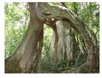 Arched tree in Mabira forest