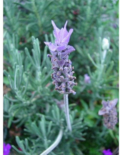 lavender by Samalah, MorgueFiles