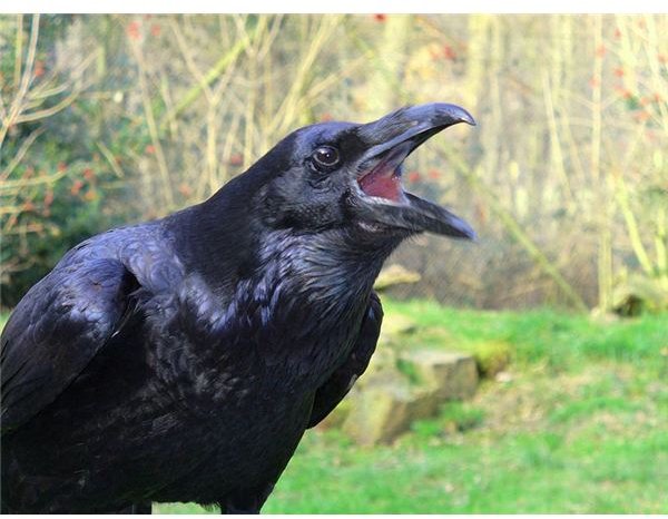 Edgar Allan Poe's The Raven Analysis and Summary