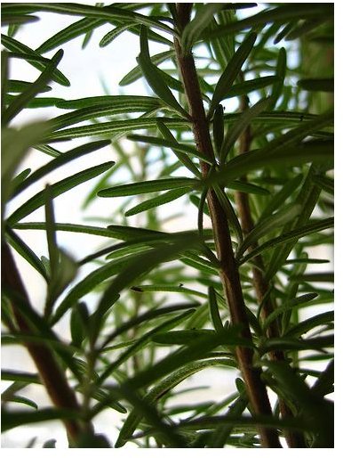 Making and Taking a Rosemary Bath with Herbs or Rosemary Bath Oil