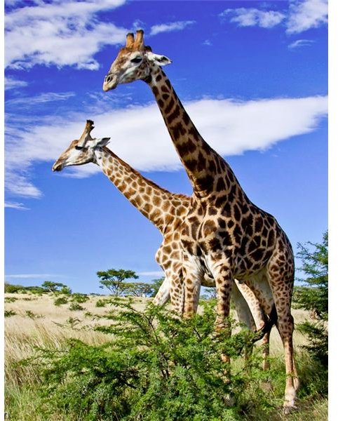 Amusing Giraffe and Baby Giraffe Facts: Description, Behavior, Diet & More