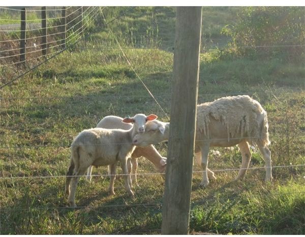 Is A Lamb A Baby Sheep? Study Guide on These Favorite Animals