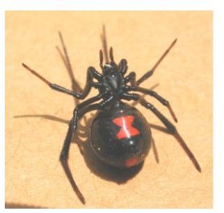Black Widow Spiders: Habitat, Diet, Reproductive Habits, Lifespan and Venom