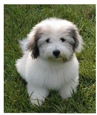 Coton de Tulear