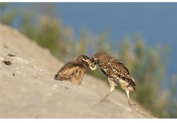 800px-Female Burrowing Owl feeding owlet (Athene cunicularia)