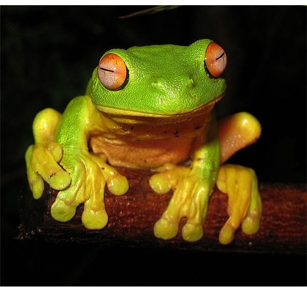 Three Fun and Easy Toddler Frog Crafts