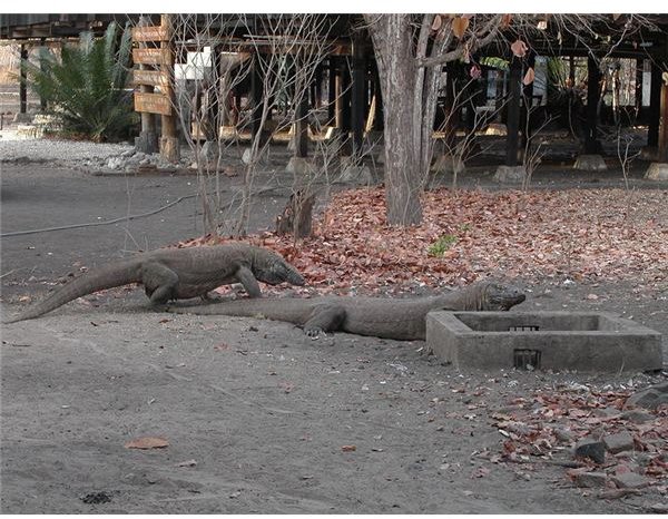 Komodo dragon in Indonesia