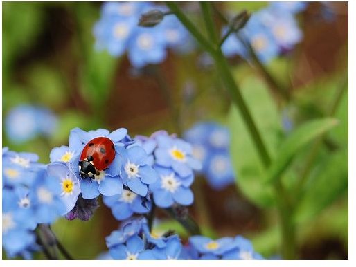 Flower Photography