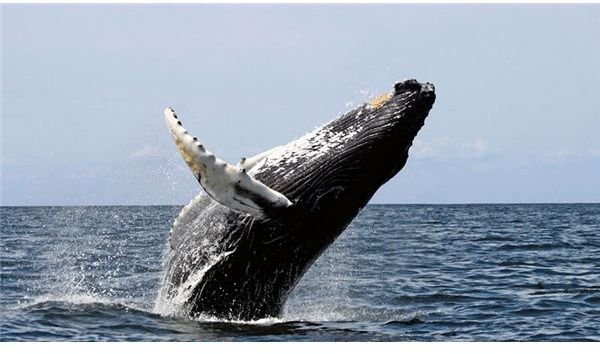 HumpbackwHALE