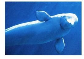 Species Spotlight: Beluga Whale