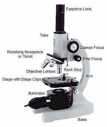 Parts of a Compound Microscope