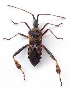 Western Conifer Seed Bugs, Evergreen Trees and Thermal Radiation Part Two