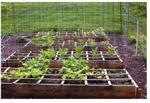 Square Foot Gardening In An Organic Raised Bed Vegetable Garden