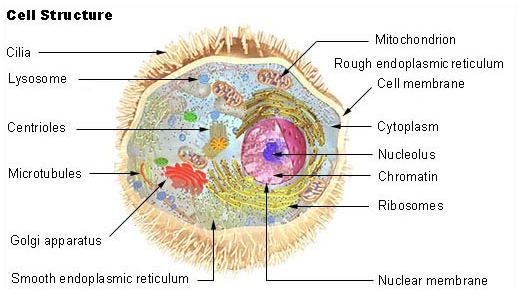 An Overview of Mucopolysaccharidoses, One of the Lysosomal Storage Disorders