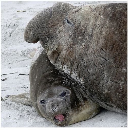 Male and Female Southern Elephant Seals