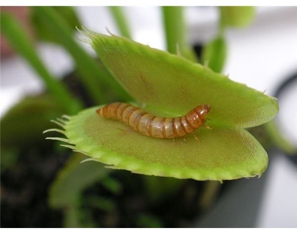 Examples of Autotrophs - Plants, Autotrophic Bacteria and Algae