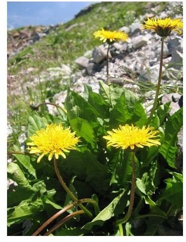 Learn about Diuretic Herbal Teas