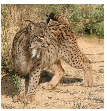 Iberian Lynx