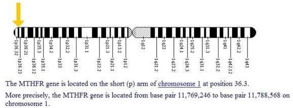 Location of MTHFR gene in Human Chromosome 1.