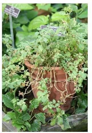 Learn the Health Benefits of Ashwagandha Root