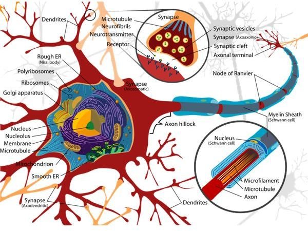 Neuron cell diagram