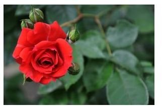 sxc.hu red rose by analab01