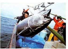 Fishing for Bluefin Tuna