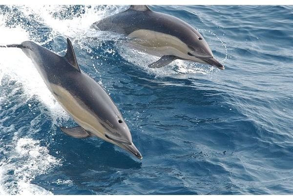 800px-Common dolphin noaa