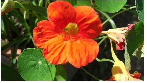 Nasturtium Benefits: Healing with this Anti-Microbial Herb