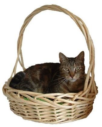 catinbasket