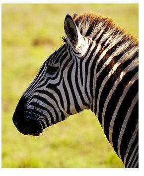 Zebra Fun Facts: Find Information About Their Description, Behavior, Diet and More