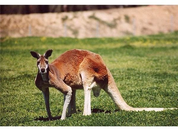 Kangaroos at Risk from Global Warming