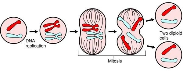 A Plant Cell: Cytokinesis, Mitosis, and More