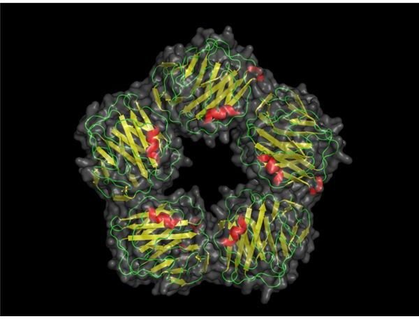 C-Reactive Proteins - How Inflammation Can Identify Infections