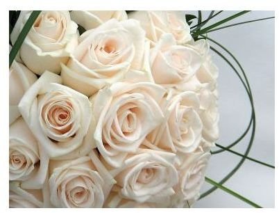 rose-backgrounds-white-roses