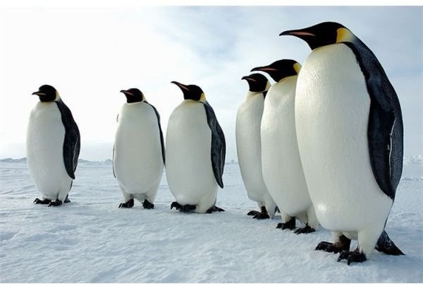 Emperor Penguin Facts: Find Fun & Interesting Information on this Tall Penguin