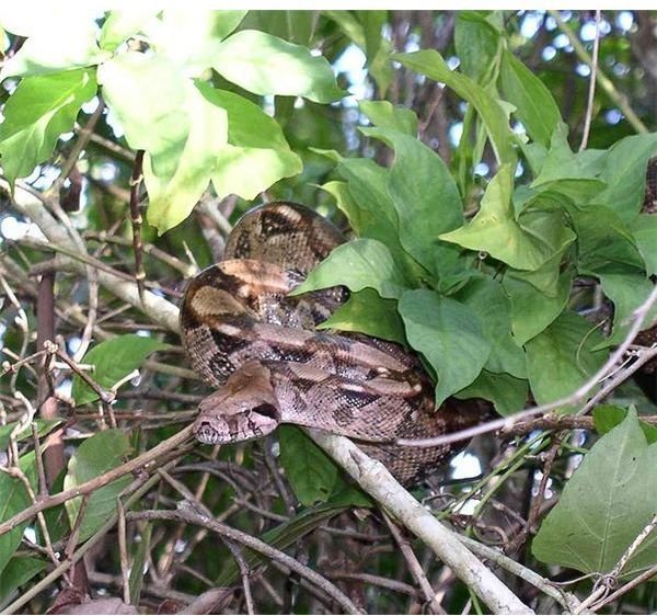 651px-Boa constrictor coiled