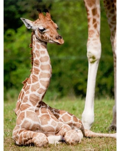 Baby Giraffe