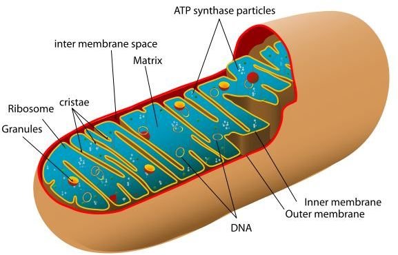 Your Guide to Mitochondrial DNA Sequencing Validation Summary