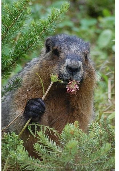Groundhog Eating