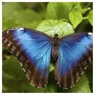 A 3-D Butterfly Art Project for Spring Using Plastic Baggies