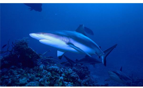 What is Finning? Learn How Soup & Shark Finning is Threatening the Survival of Sharks